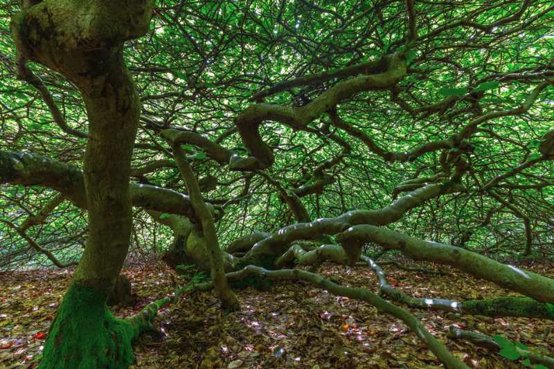 Tourisme végétal : des arbres remarquables à voir dans le Grand-Est