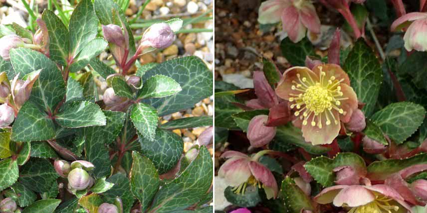 Hellébores botaniques