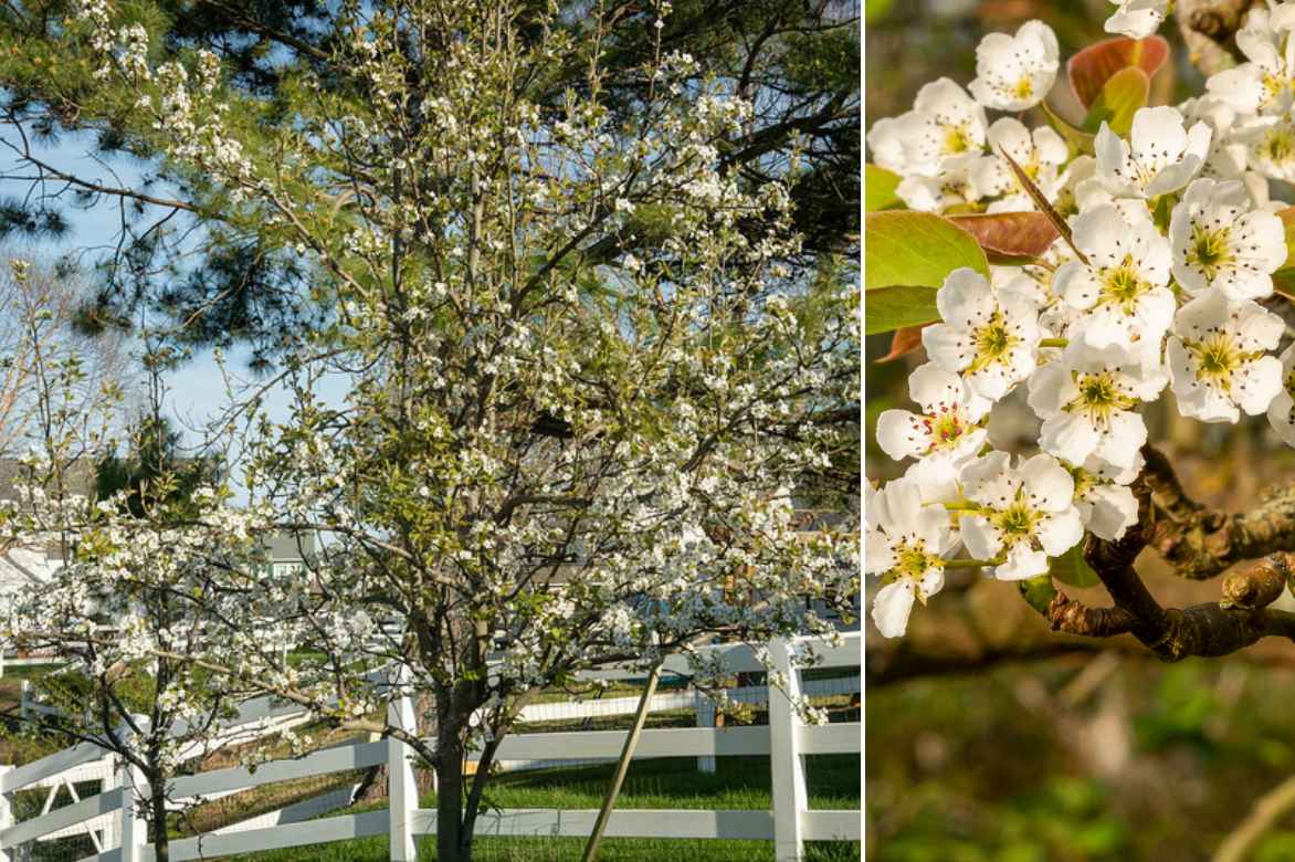Nashi, poirier japonais, pomme poire, Pyrus pyrifolia