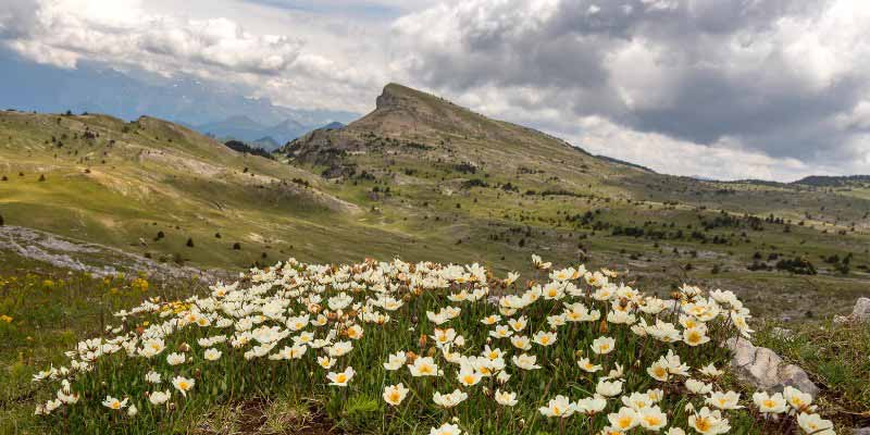Impact du réchauffement climatique sur les plantes de montagne