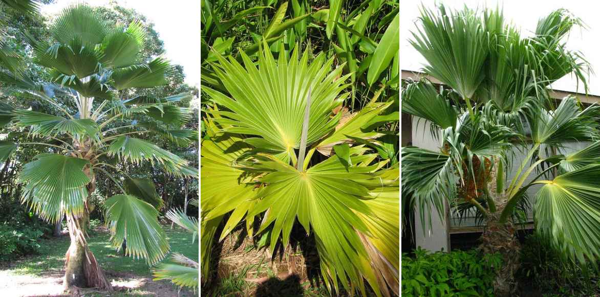 Pritchardia palmier eventail cultiver planter entretenir