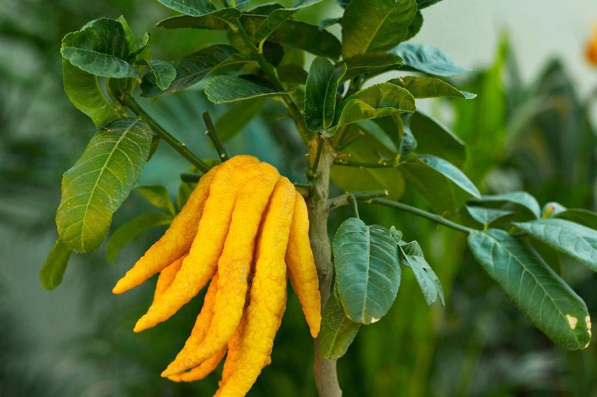 agrumes à cultiver en pot