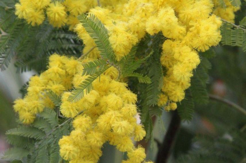 Les arbres à intérêt hivernal