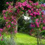 Comment faire grimper un rosier sur une arche ?