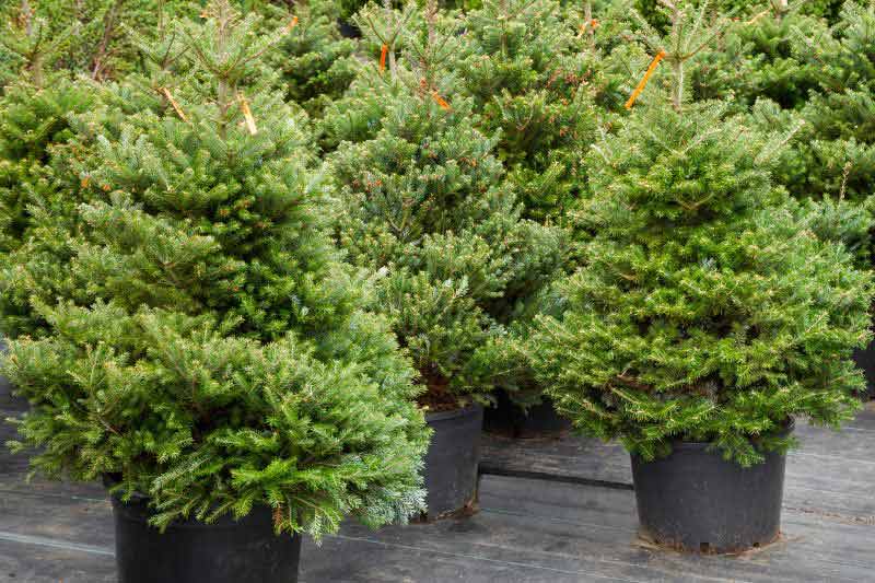 Replanter le sapin de Noël