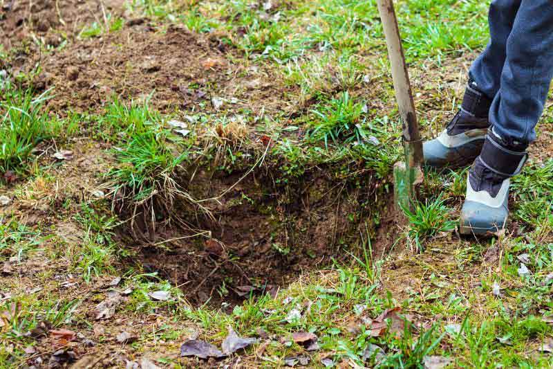 Replanter le sapin de Noël