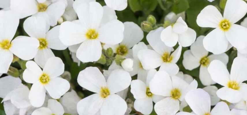 aubriete plus belles varietes