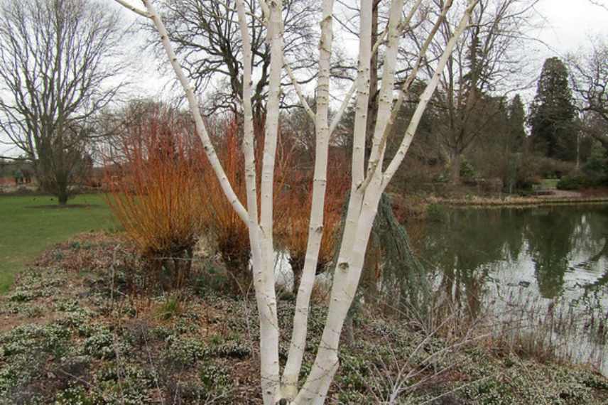 Bouleau de l'Himalaya, Betula utilis var Jacquemontii