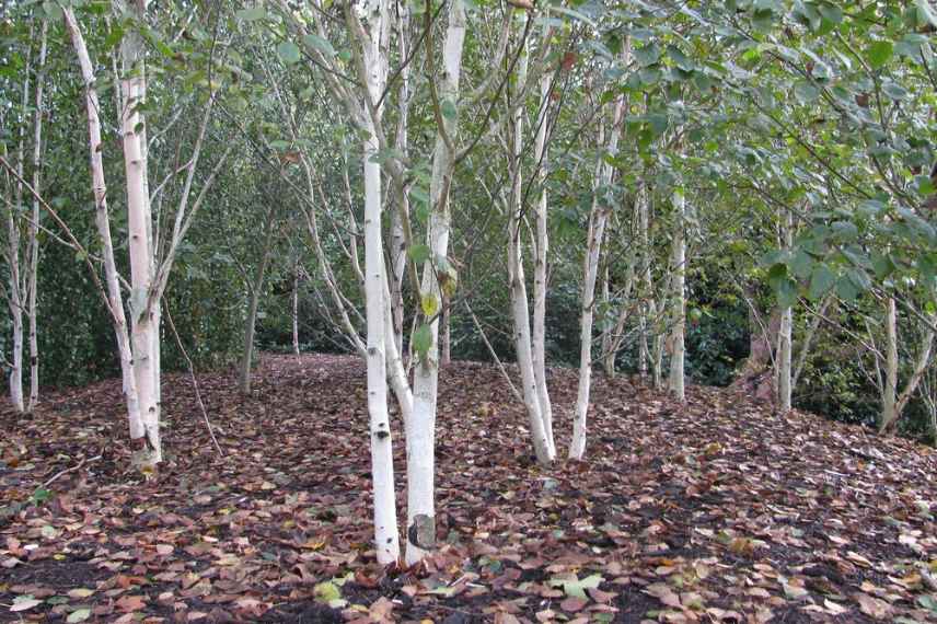 Bouleau de l'Himalaya, Betula utilis var Jacquemontii