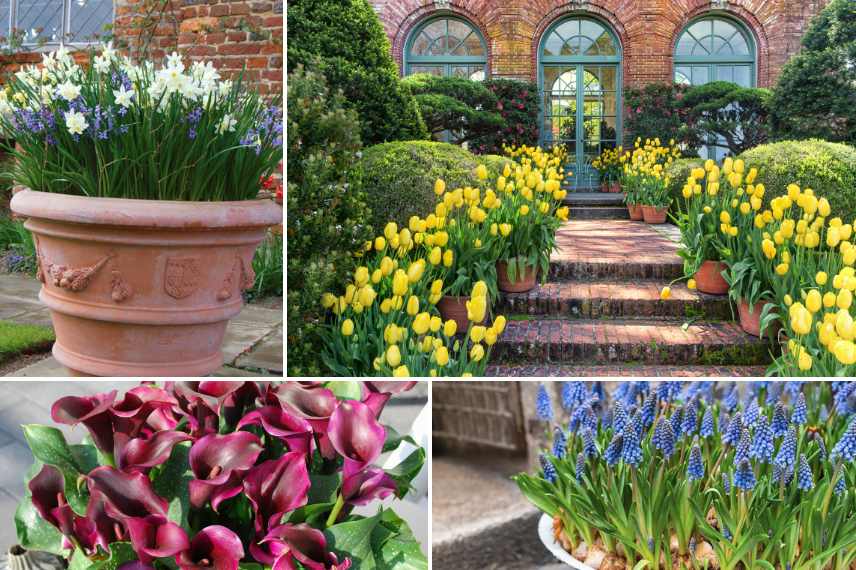 bulbes pour pot bac jardiniere, meilleurs bulbes pour pot