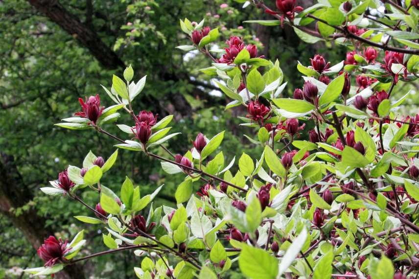 Cultiver Calycanthus en pot, quel calycanthus pour pot balcon terrassse, arbre aux anemones pot
