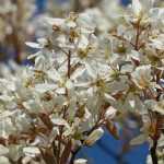 Cultiver un Amélanchier en pot