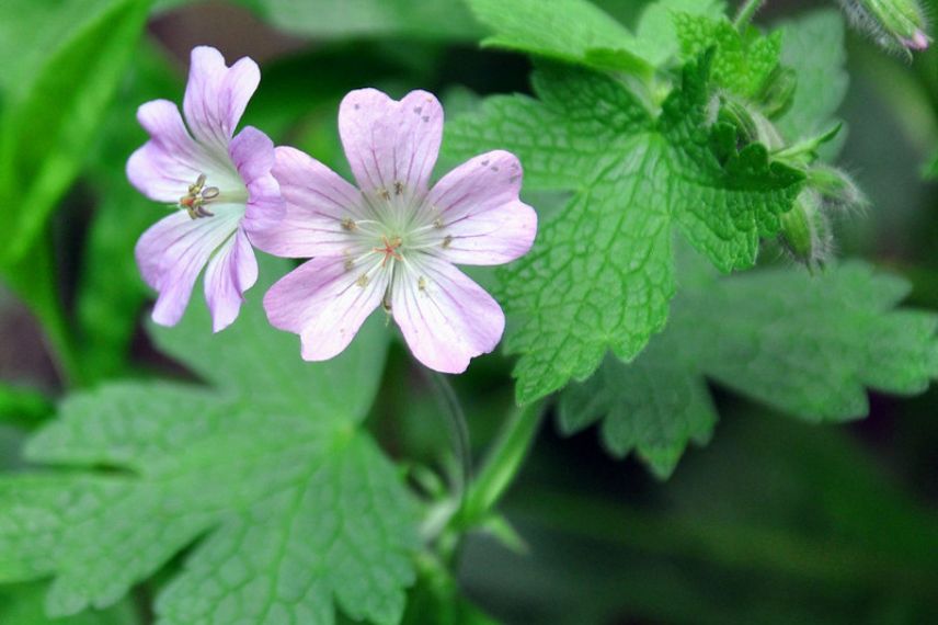 Geraniums rose, Geraniums vivaces roses