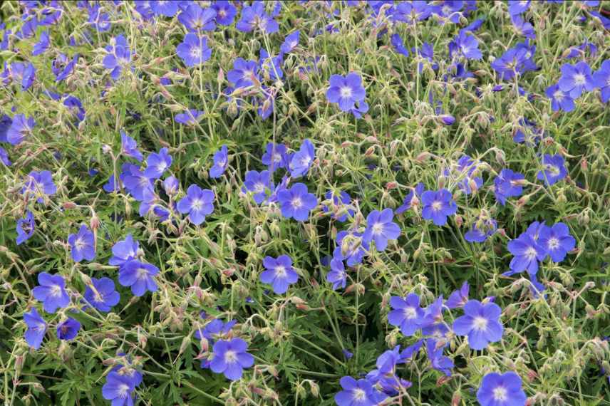 Geraniums a fleurs bleues, geranium vivace bleu