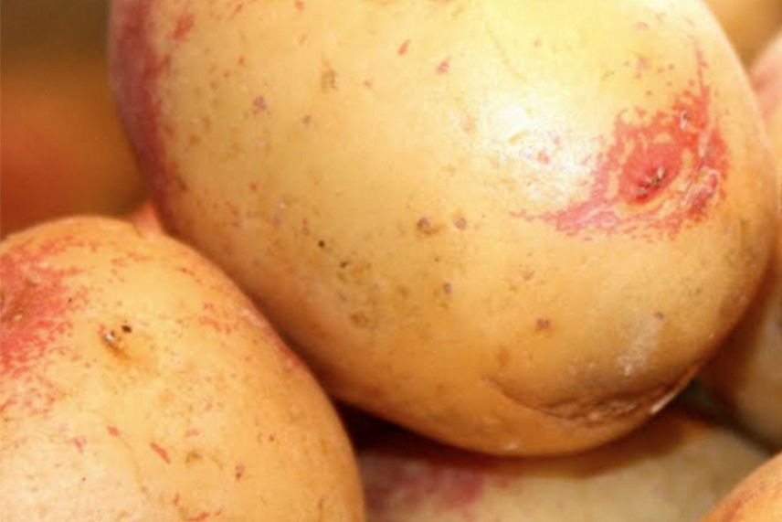 Les pommes de terre pour les frites