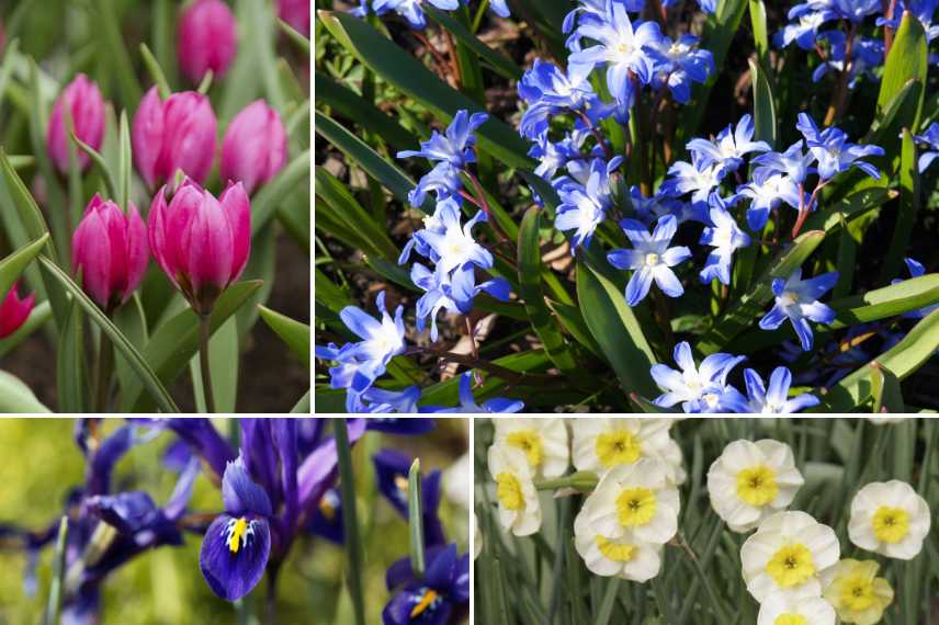 bulbes pour pot bac jardiniere, meilleurs bulbes pour pot