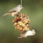 Fabriquer des boules de graines pour les oiseaux avec une pomme de pin