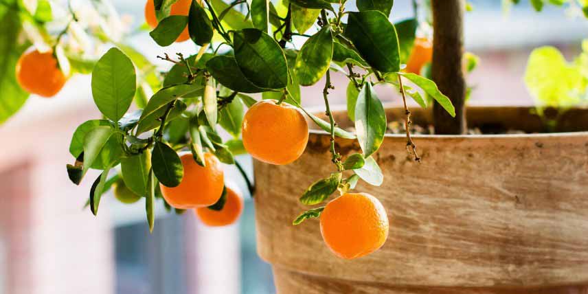 Les plantes à protéger du froid : agrumes