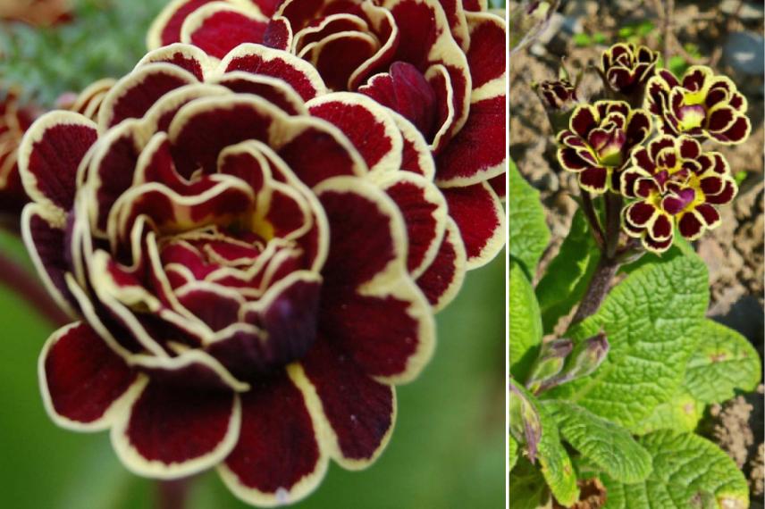 Primevère Elizabeth Killelay