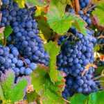 Taille de la vigne : un geste essentiel pour des raisins abondants