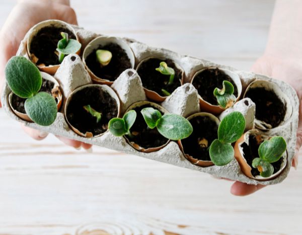 Comment faire ses semis dans des coquilles d’œufs ?