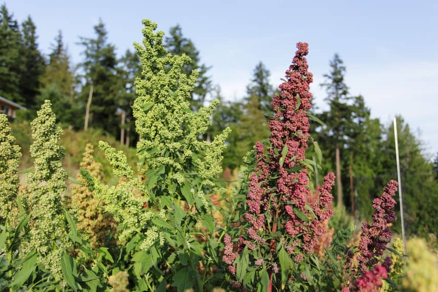 culture du quinoa