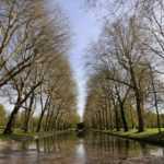 Tourisme végétal : des arbres remarquables à voir en Ile-de-France