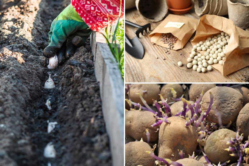 Que faire au jardin en janvier