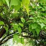 6 arbres à croissance rapide pour transformer rapidement votre jardin