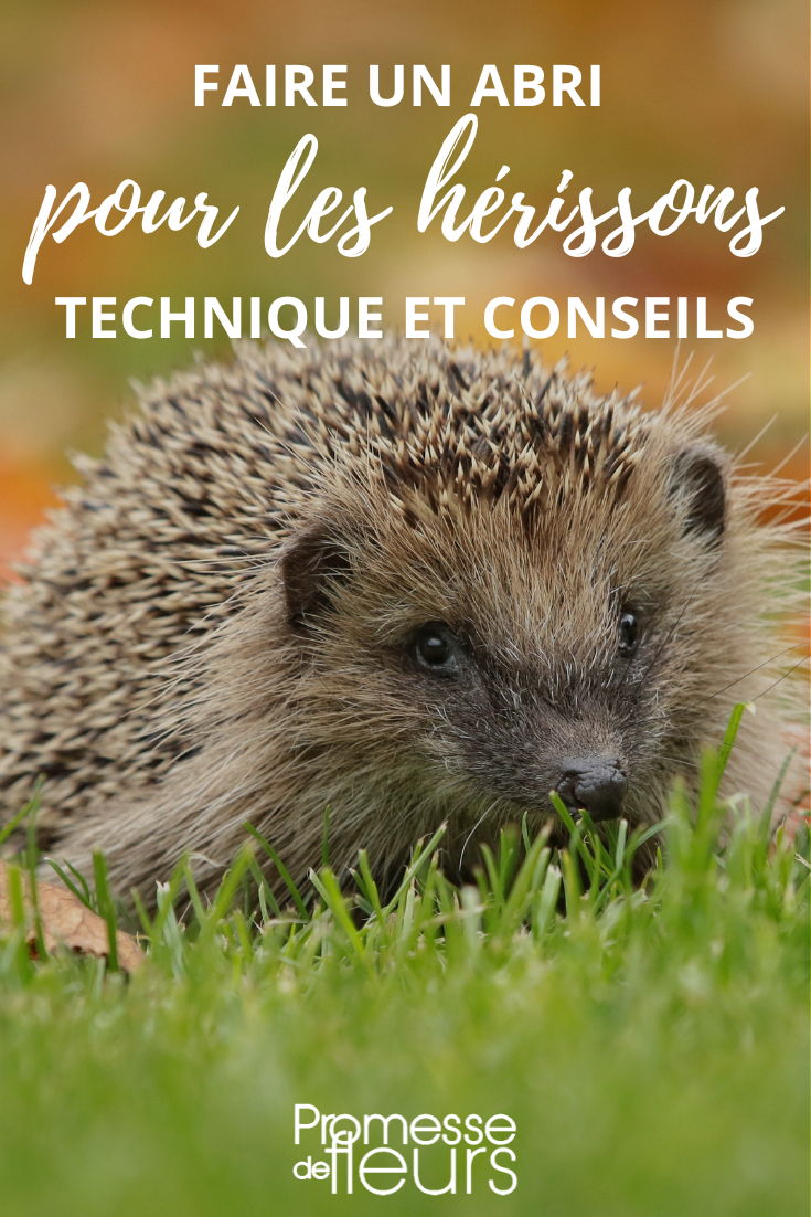 Abri pour hérisson