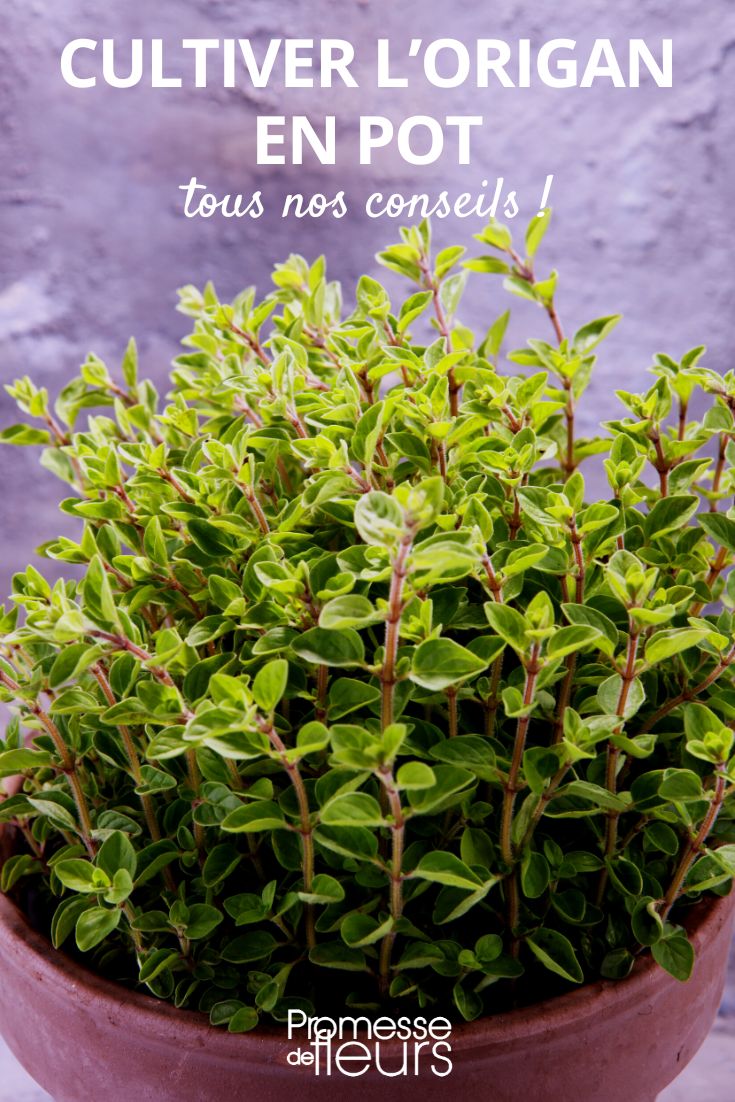 origan en pot