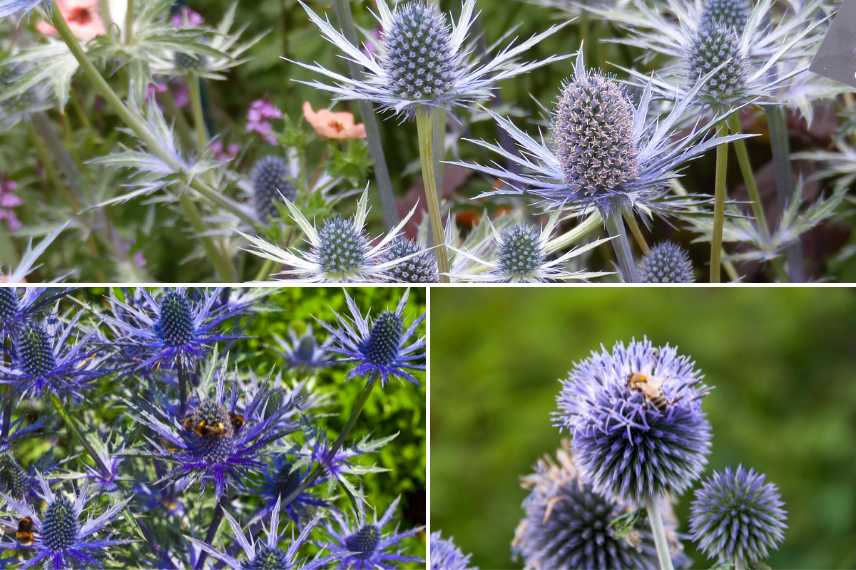 associer chardons eryngiums massifs jardin