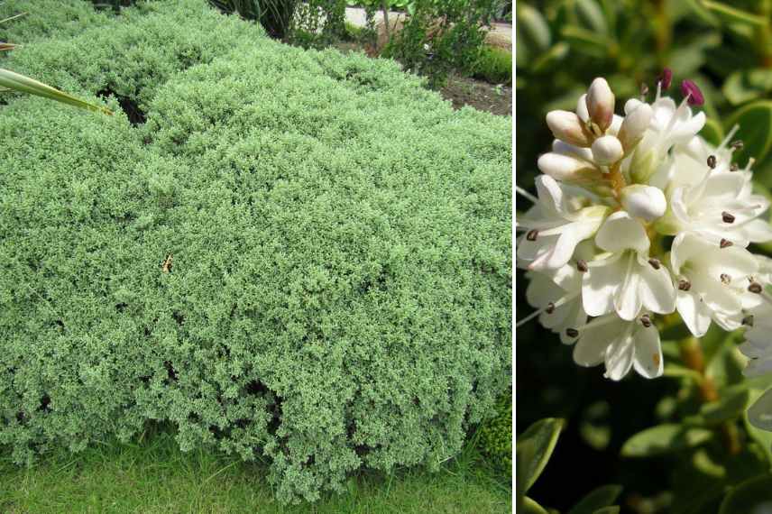 Hebe a fleurs blanches, veronique a fleurs blanche