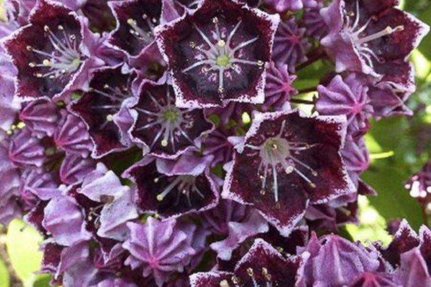 Laurier des montagnes