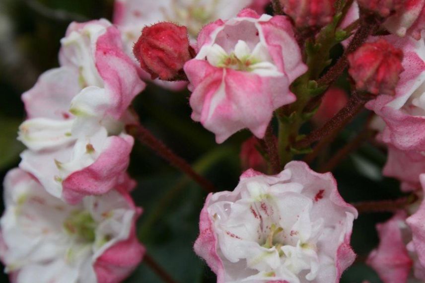 Laurier des montagnes