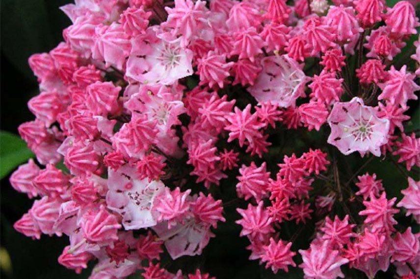 Laurier des montagnes