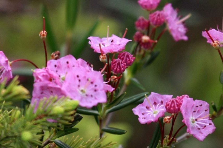 Laurier des montagnes