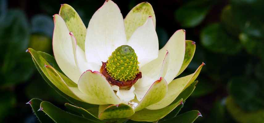 leucadendron les plus belles varietes, leucadendron les plus beaux