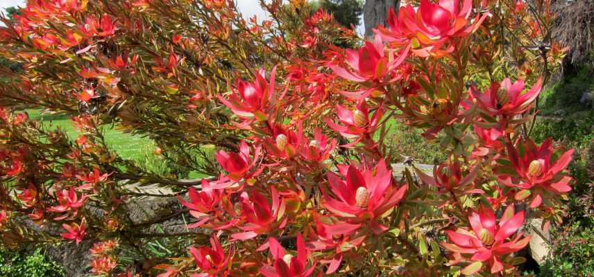 leucadendron les plus belles varietes, leucadendron les plus beaux