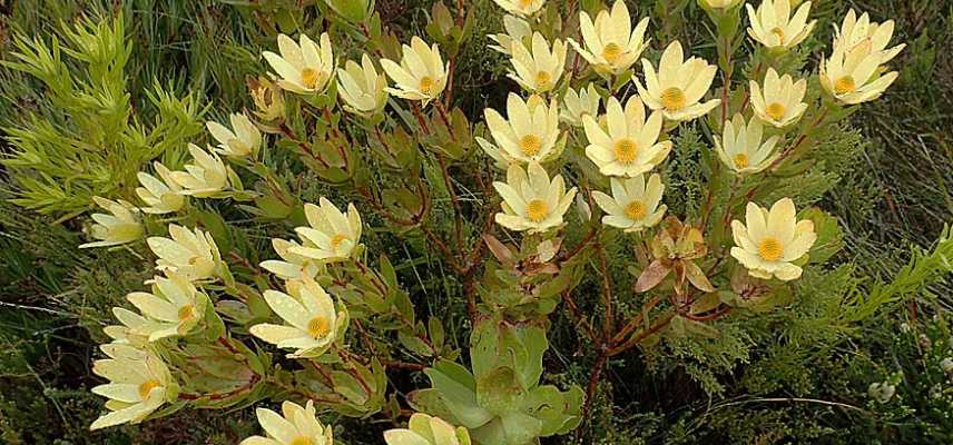 leucadendron les plus belles varietes, leucadendron les plus beaux