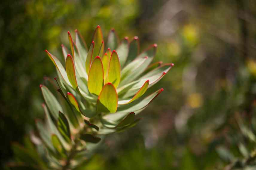 leucadendron en pot, cultiver Leucadendron en pot