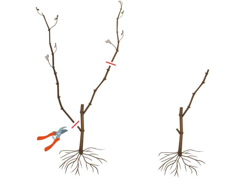 Comment tailler la vigne