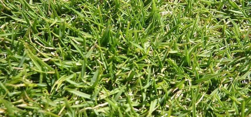 alternative gazon Zoysia tenuifolia, gazon des mascareignes