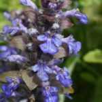 9 vivaces faciles pour débutants