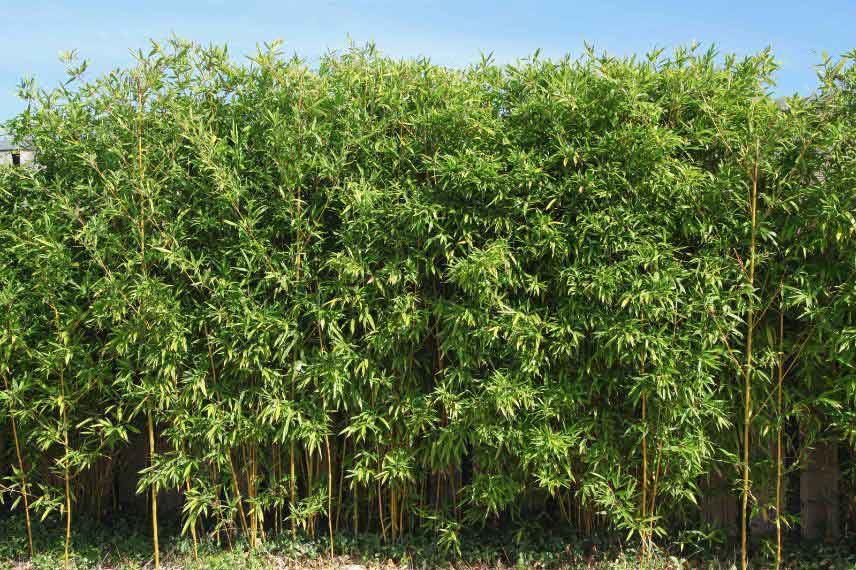 Quand et comment tailler les haies