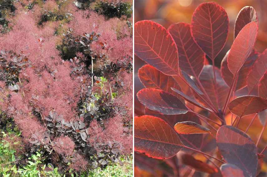 cotinus les plus belles varietes, les plus beaux cotinus, arbre aux perruques