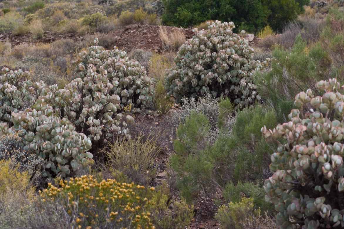 Crassula planter entretenir cultiver, genre crassula