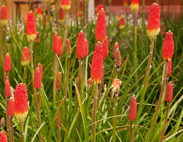 Multiplier un Kniphofia 