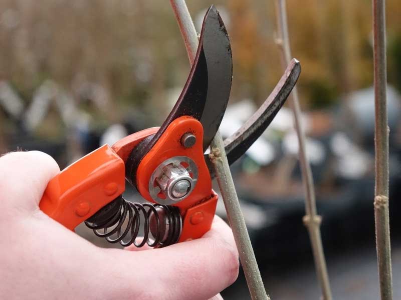 Comment tailler un Hibiscus ou Althea