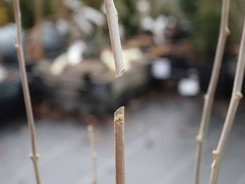 Comment tailler un Hibiscus ou Althea